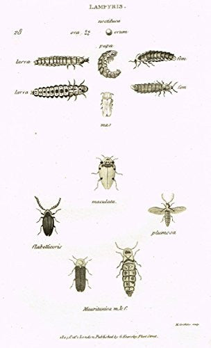Shaw's General Zoology - INSECTS - "LAMPYRIS - MACULATA" - Copper Engraving - 1805