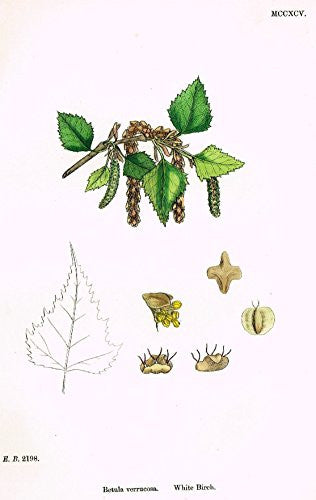 Sowerby's English Botany - "WHITE BIRCH" - Hand-Colored Litho - 1873