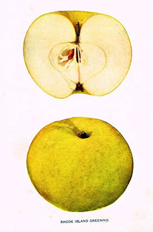 Beach's Apples of New York - "RHODE ISLAND GREENING" - Lithograph - 1905
