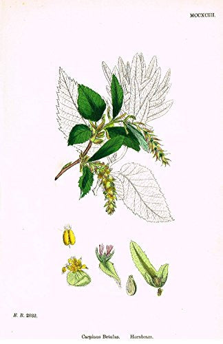 Sowerby's English Botany - "HORNBEAM" - Hand-Colored Litho - 1873