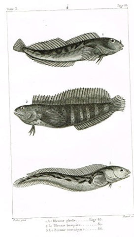 De Lacepede's L'histoire Naturelle - LE BLENNIE PHOLIS Fish - Copper Engraving - 1825