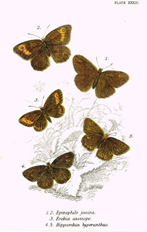 Kirby's Butterfies & Moths - "EPINEPHILE - Plate XXXIII" - Chromolithogrpah - 1896