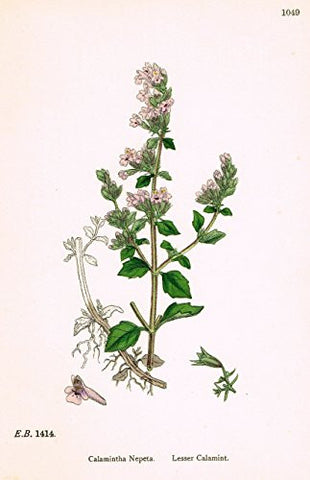 Sowerby's English Botany - "LESSER CALAMINT" - Hand-Colored Litho - 1873