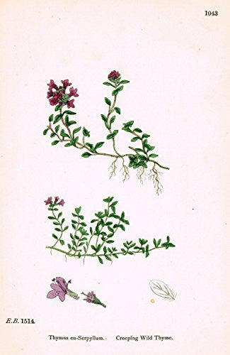 Sowerby's English Botany - "CREEPING WILD THYME" - Hand-Colored Litho - 1873
