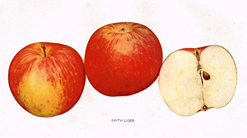 Beach's Apples of New York - "SMITH CIDER" - Lithograph - 1905