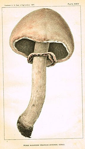 U.S.D.A. Yearbook Mushrooms - "HORSE MUSHROOM" - Lithograph - 1897