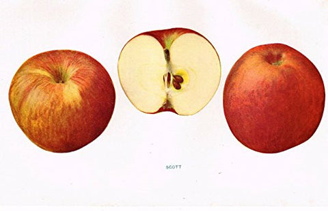 Beach's Apples of New York - "SCOTT" - Lithograph - 1905