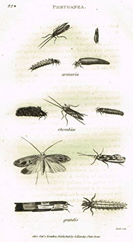 Shaw's General Zoology - INSECTS - "PHRYGANEA GRANDIS" - Copper Engraving - 1805