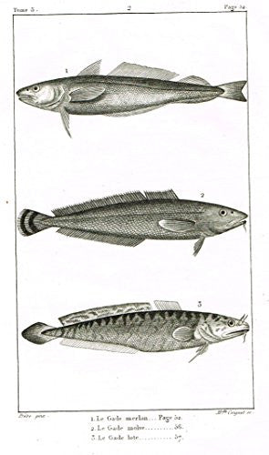De Lacepede's L'histoire Naturelle - Le Gade Merlan Fish - Copper Engraving - 1825