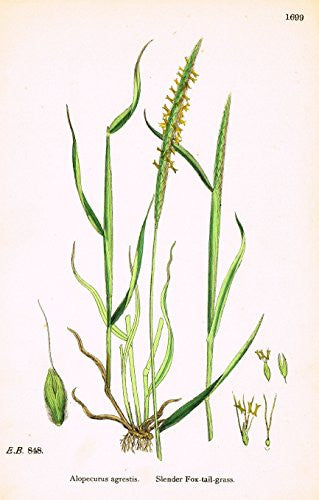 Sowerby's English Botany - "SLENDER FOX TAIL GRASS" - Hand-Colored Litho - 1873