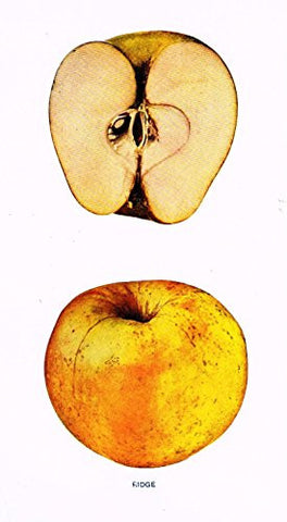 Beach's Apples of New York - "RIDGE" - Lithograph - 1905