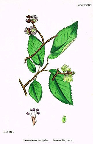 Sowerby's English Botany - "COMMON ELM" - Hand-Colored Litho - 1873