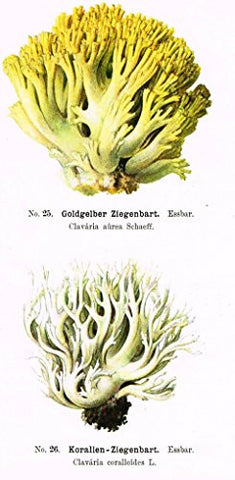 Schmalfub's Mushrooms - GOLDGELBER ZIEGENBART - Coloured Lithograph - 1897