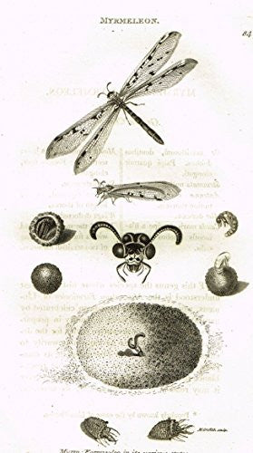 Shaw's General Zoology - INSECTS - "MYRMELEON" - Copper Engraving - 1805