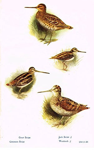 Birds - COMMON, GREAT & JACK SNIPE & WOODCOCK - Lithograph - c1920