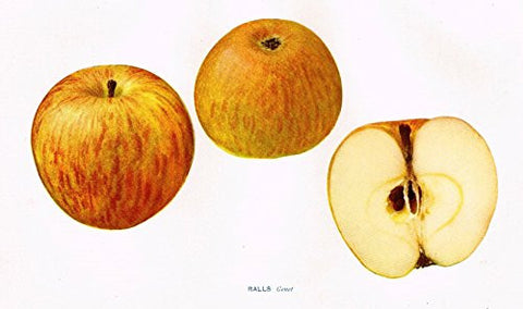 Beach's Apples of New York - "RALLS (GENET)" - Lithograph - 1905