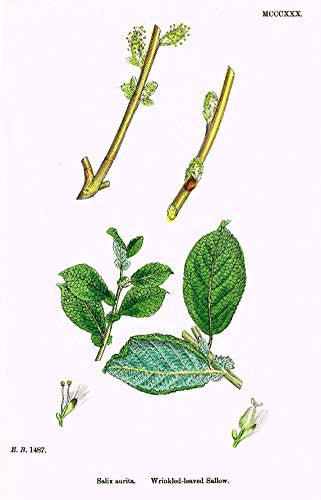 Sowerby's English Botany - "WRINKLED LEAVED SALLOW" - Hand-Colored Litho - 1873