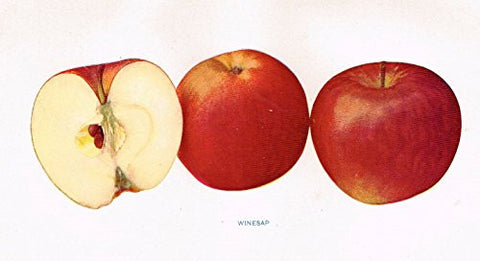 Beach's Apples of New York - "WINSAP" - Lithograph - 1905