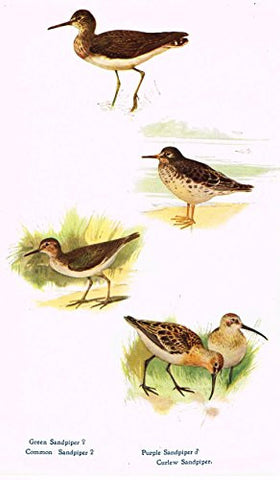 Birds - COMMON, GREEN, PURPLE & CURLEW SANDPIPER - Lithograph - c1920