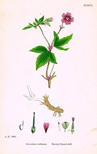 Sowerby's English Botany - "KNOTTY CRANE'S BILL" - Hand-Colored Litho - 1873