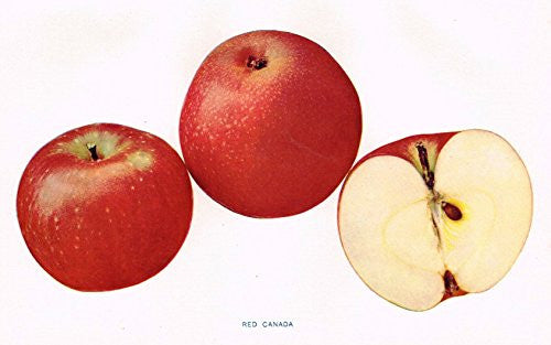 Beach's Apples of New York - "RED CANADA" - Lithograph - 1905
