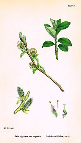 Sowerby's English Botany - "DARK-LEAVED SALLOW VAR. d" - Hand-Colored Litho - 1873