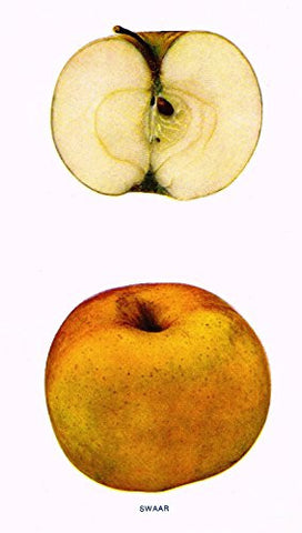 Beach's Apples of New York - "SWAAR" - Lithograph - 1905