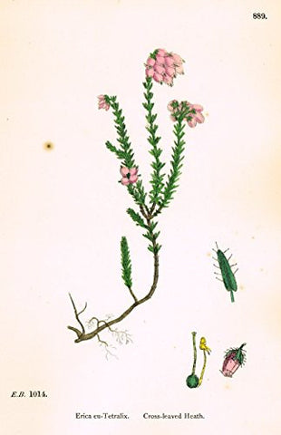 Sowerby's English Botany - "CROSS LEAVED HEATH" - Hand-Colored Litho - 1873
