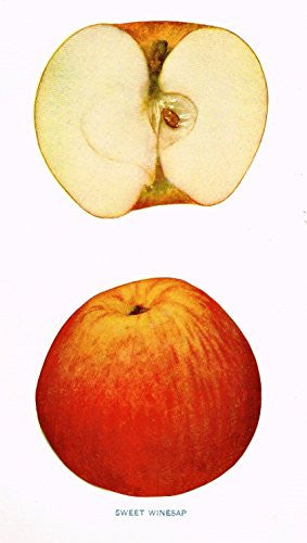 Beach's Apples of New York - "SWEET WINESAP" - Lithograph - 1905