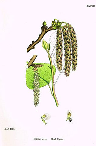 Sowerby's English Botany - "BLACK POPLAR" - Hand-Colored Litho - 1873