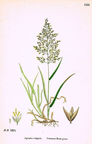 Sowerby's English Botany - "COMMON BENT GRASS" - Hand-Colored Litho - 1873