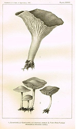 U.S.D.A. Yearbook Mushrooms - "FAIRY-RING FUNGUS - EDIBILE" - Lithograph - 1897