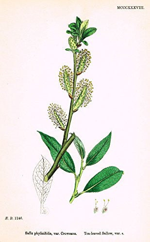 Sowerby's English Botany - "TEA-LEAVED SALLOW E" - Hand-Colored Litho - 1873