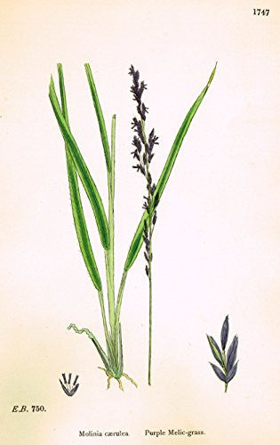 Sowerby's English Botany - "PURPLE MELIC GRASS" - Hand-Colored Litho - 1873