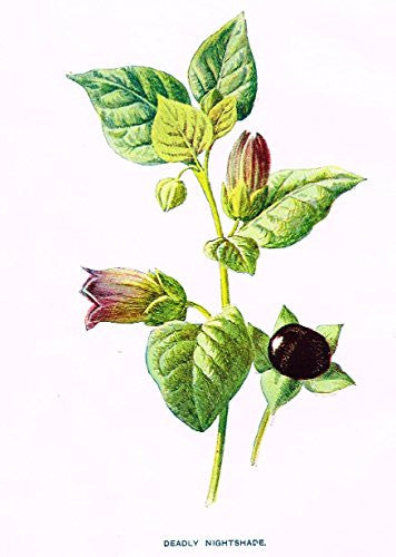 Hulme's Familiar Wild Flowers - "DEADLY NIGHTSHADE" - Lithograph - 1902