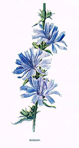 Hulme's Familiar Wild Flowers - "SUCCORY" - Lithograph - 1902