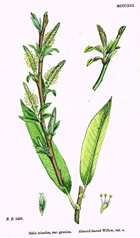 Sowerby's English Botany - "ALMOND-LEAVED WILLOW" - H-Col'd Litho - 1873
