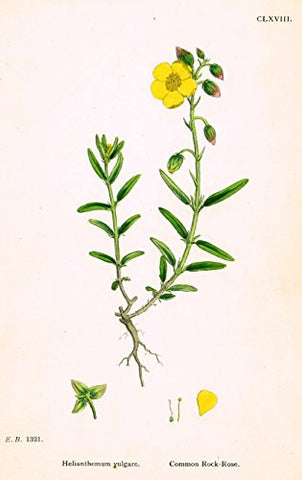 Sowerby's English Botany - "COMMON ROCK ROSE" - Hand-Colored Litho - 1873
