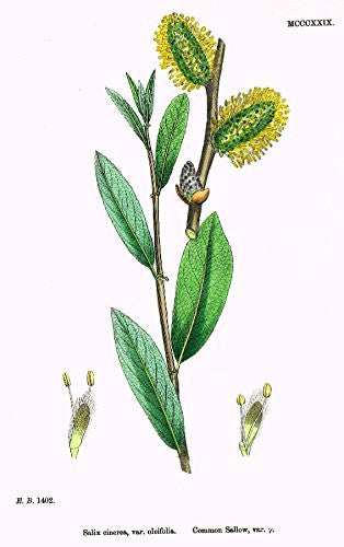 Sowerby's English Botany - "COMMON SALLOW" - Hand-Colored Litho - 1873