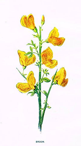 Hulme's Familiar Wild Flowers - "BROOM" - Lithograph - 1902