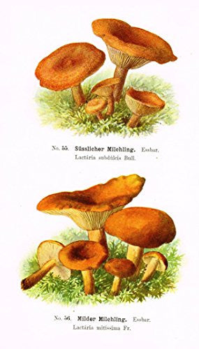 Schmalfub's Mushrooms - MILDER MILCHLING - Coloured Lithograph - 1897