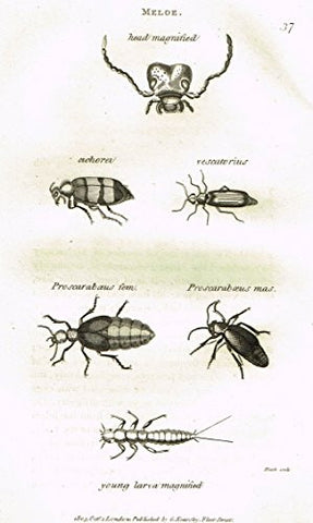 Shaw's General Zoology - INSECTS - "MELOE - PROSCARABOEUS" - Copper Engraving - 1805