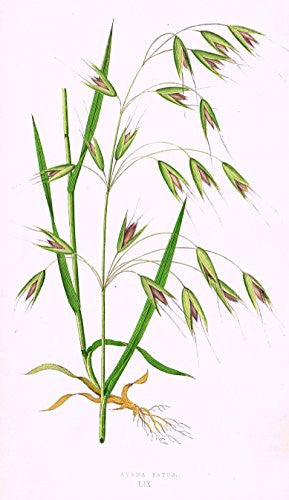 WILD GRASSES by Edward Lowe - "AVENA FATUA" - Chromolithograph - 1871