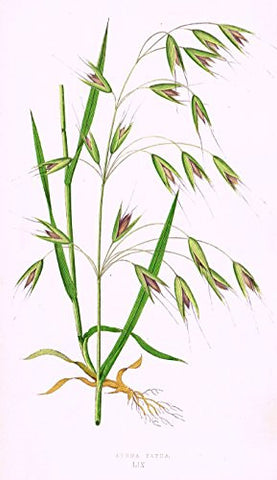 WILD GRASSES by Edward Lowe - "AVENA FATUA" - Chromolithograph - 1871
