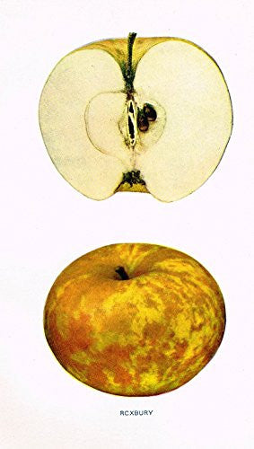 Beach's Apples of New York - "ROXBURY" - Lithograph - 1905