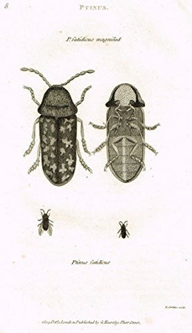 Shaw's General Zoology - INSECTS - "PTINUS FATIDICUS" - Copper Engraving - 1805