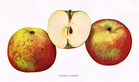 Beach's Apples of New York - "STAYMAN WINESAP" - Lithograph - 1905