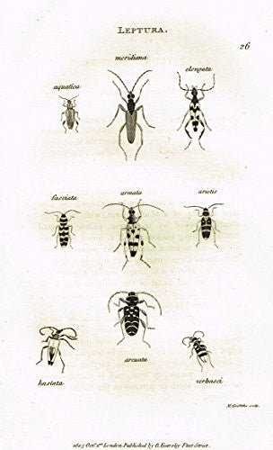 Shaw's General Zoology - INSECTS - "LEPTURA - ELONGATA" - Copper Engraving - 1805