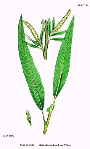 Sowerby's English Botany - "SHARP-STIPULED TRIANDROUS WILLOW" - H-Col'd Litho - 1873