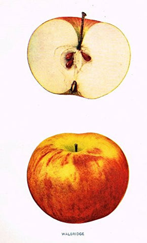 Beach's Apples of New York - "WALBRIDGE" - Lithograph - 1905